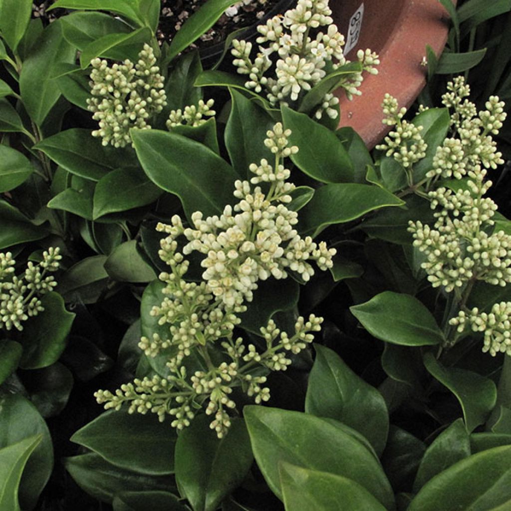 Troène du Japon - Ligustrum japonicum