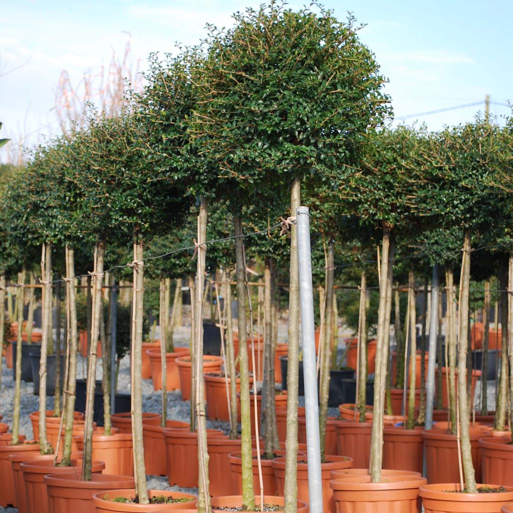 Ligustrum jonandrum (ionandrum) - Troène du Yunnan 1/4 tige Boule