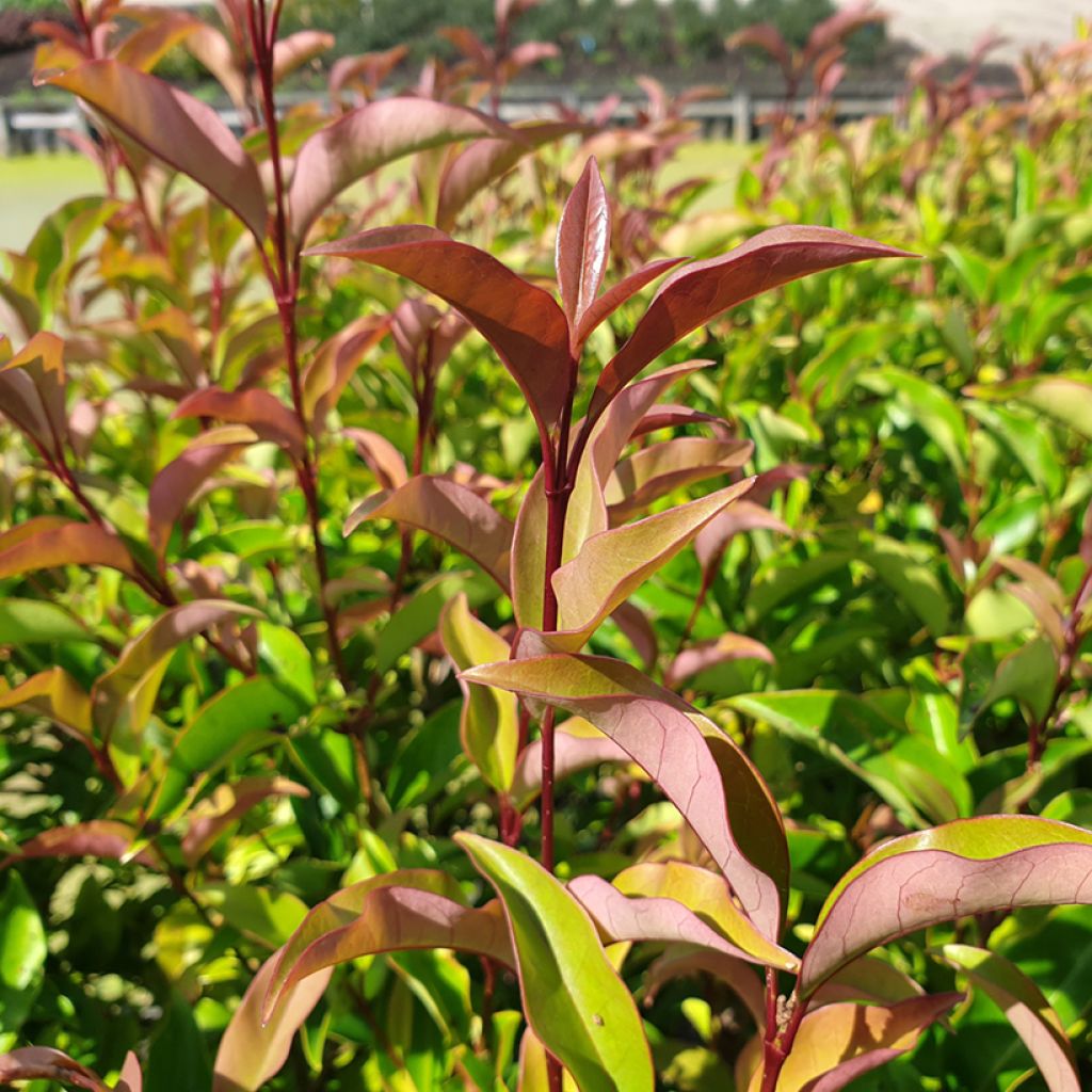 Ligustrum lucidum Green Screen - Aligustre de China