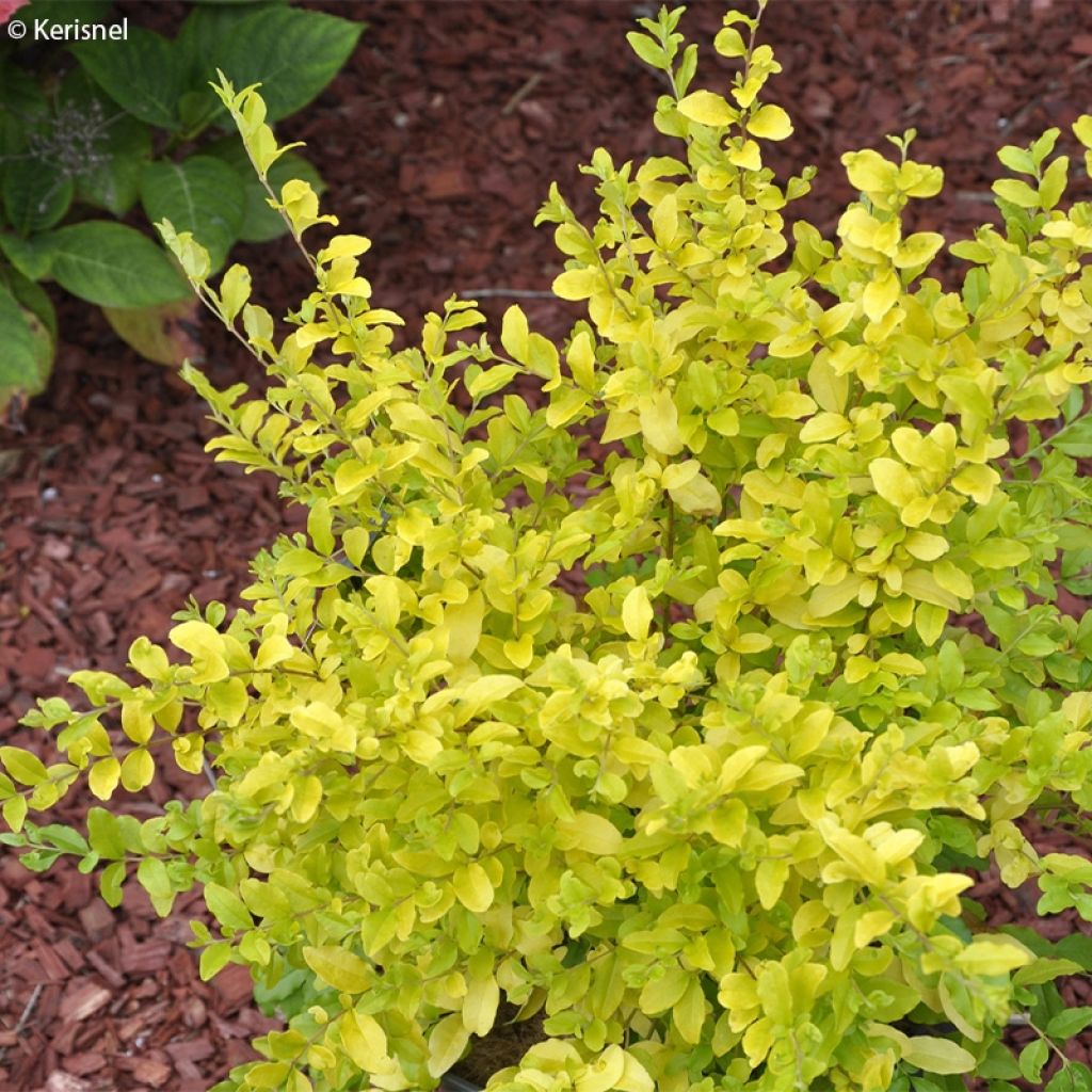 Troène de Chine - Ligustrum sinense Sunshine