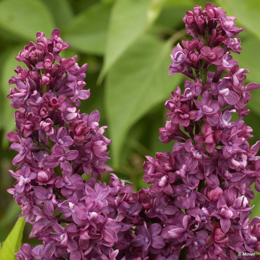 Lilas Charles Joly - Syringa vulgaris