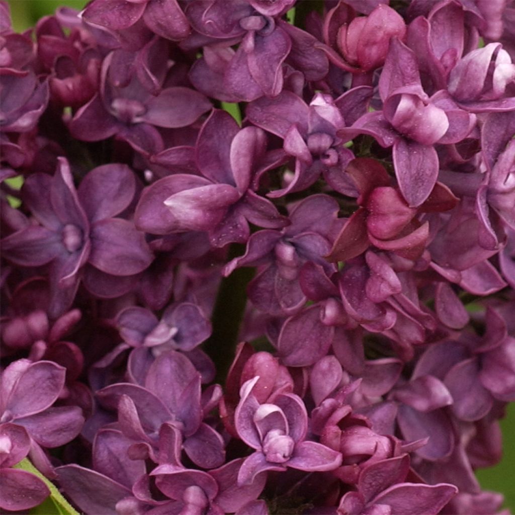 Lila Charles Joly - Syringa vulgaris