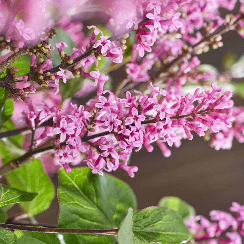 Lilo enano Little Rosie - Syringa meyeri