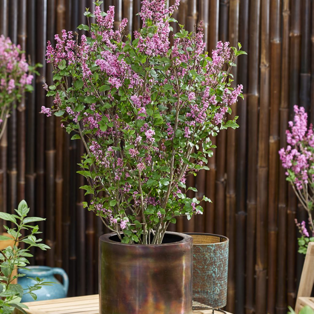 Lilo enano Little Rosie - Syringa meyeri