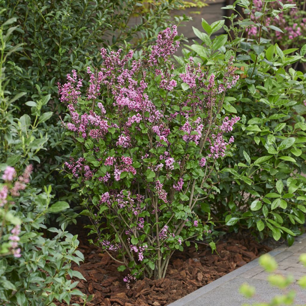 Lilo enano Little Rosie - Syringa meyeri