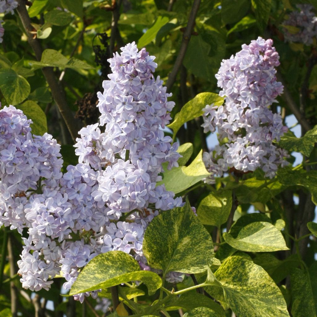 Lila Aucubaefolia - Syringa vulgaris