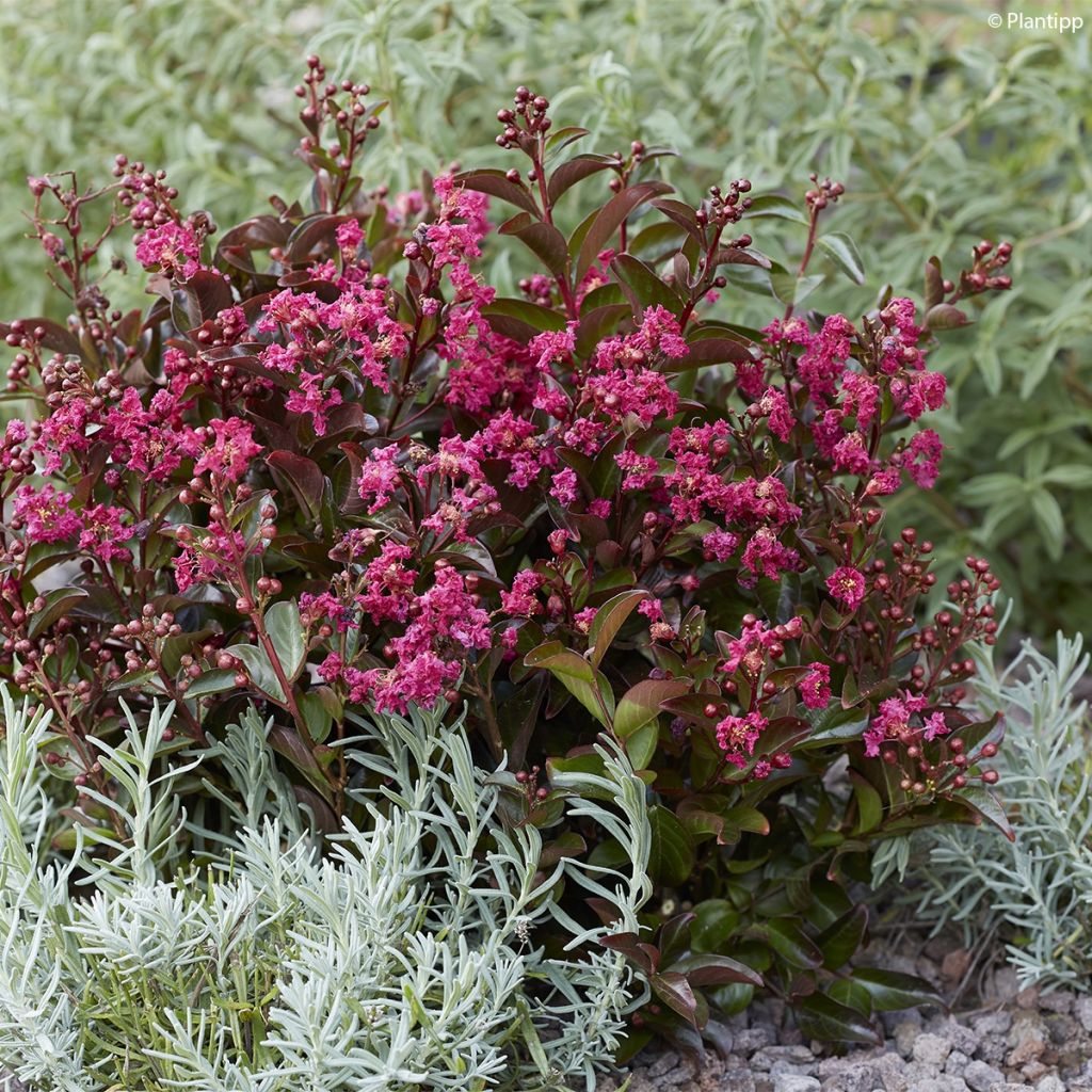 Árbol de Júpiter Berry Dazzle - Lagerstroemia indica