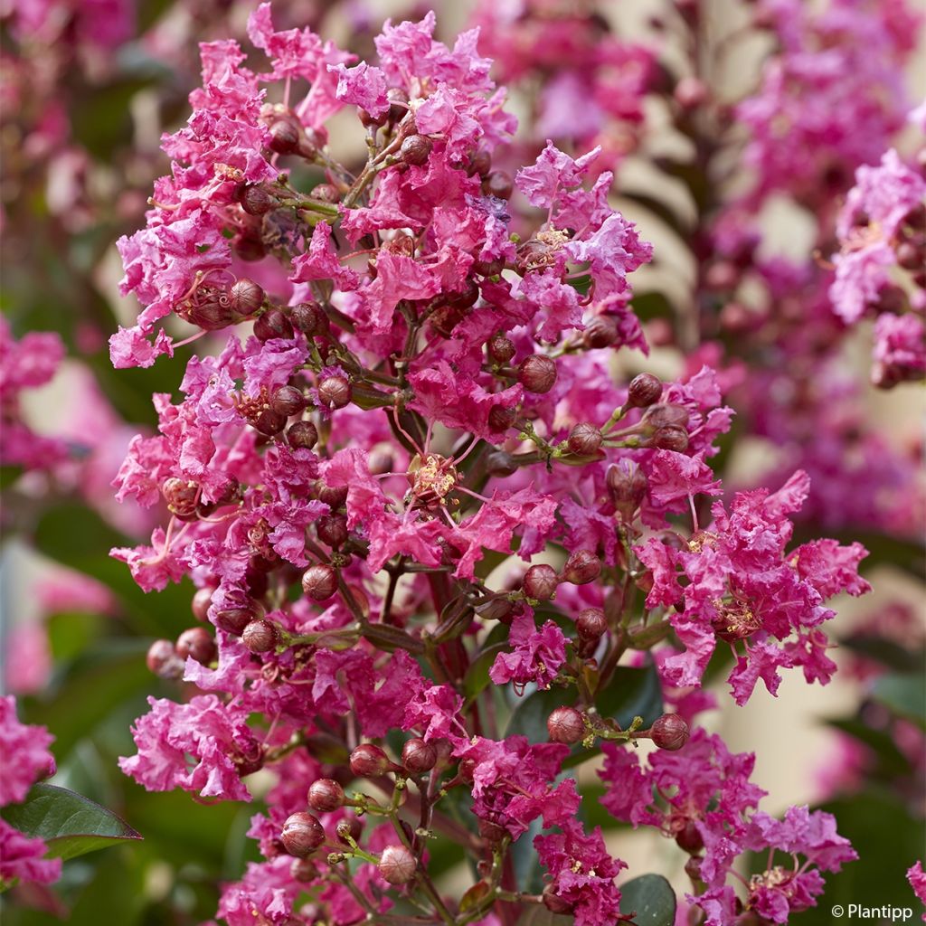 Árbol de Júpiter Berry Dazzle - Lagerstroemia indica