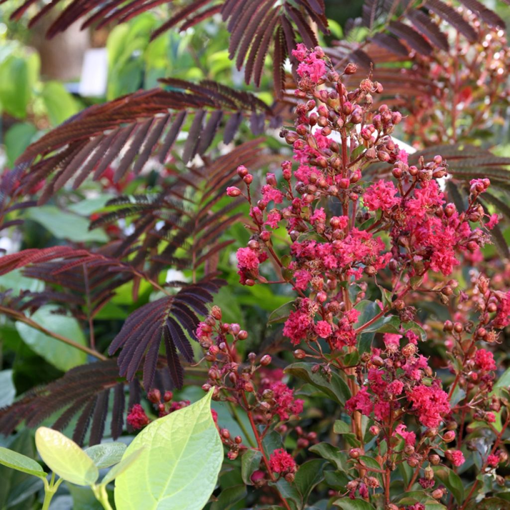 Árbol de Júpiter Berry Dazzle - Lagerstroemia indica