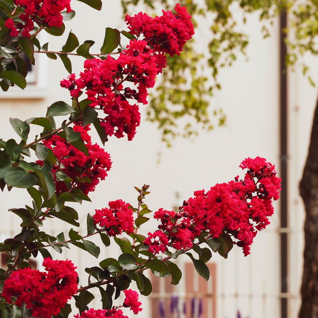 Lilas des Indes - Lagerstroemia indica Caroline Beauty