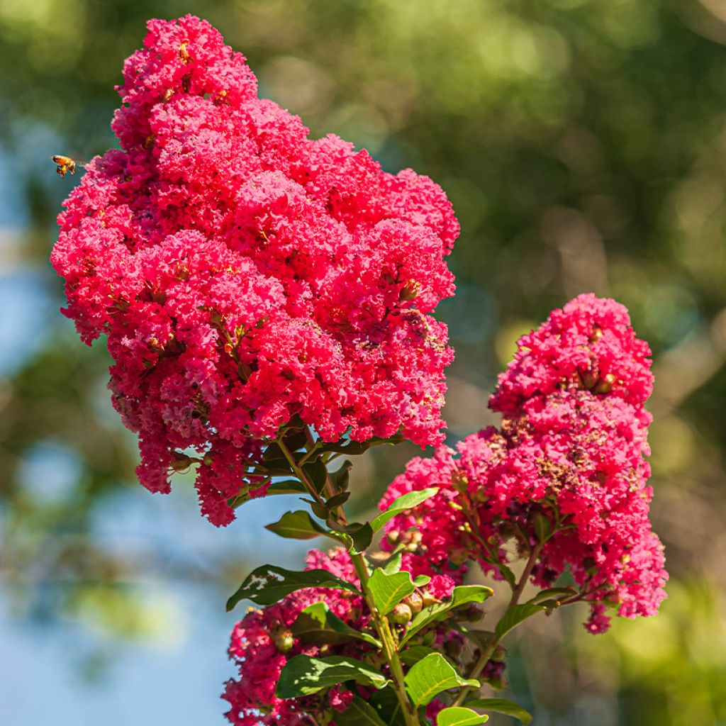 Árbol de Júpiter Enduring Red - Lagerstroemia indica