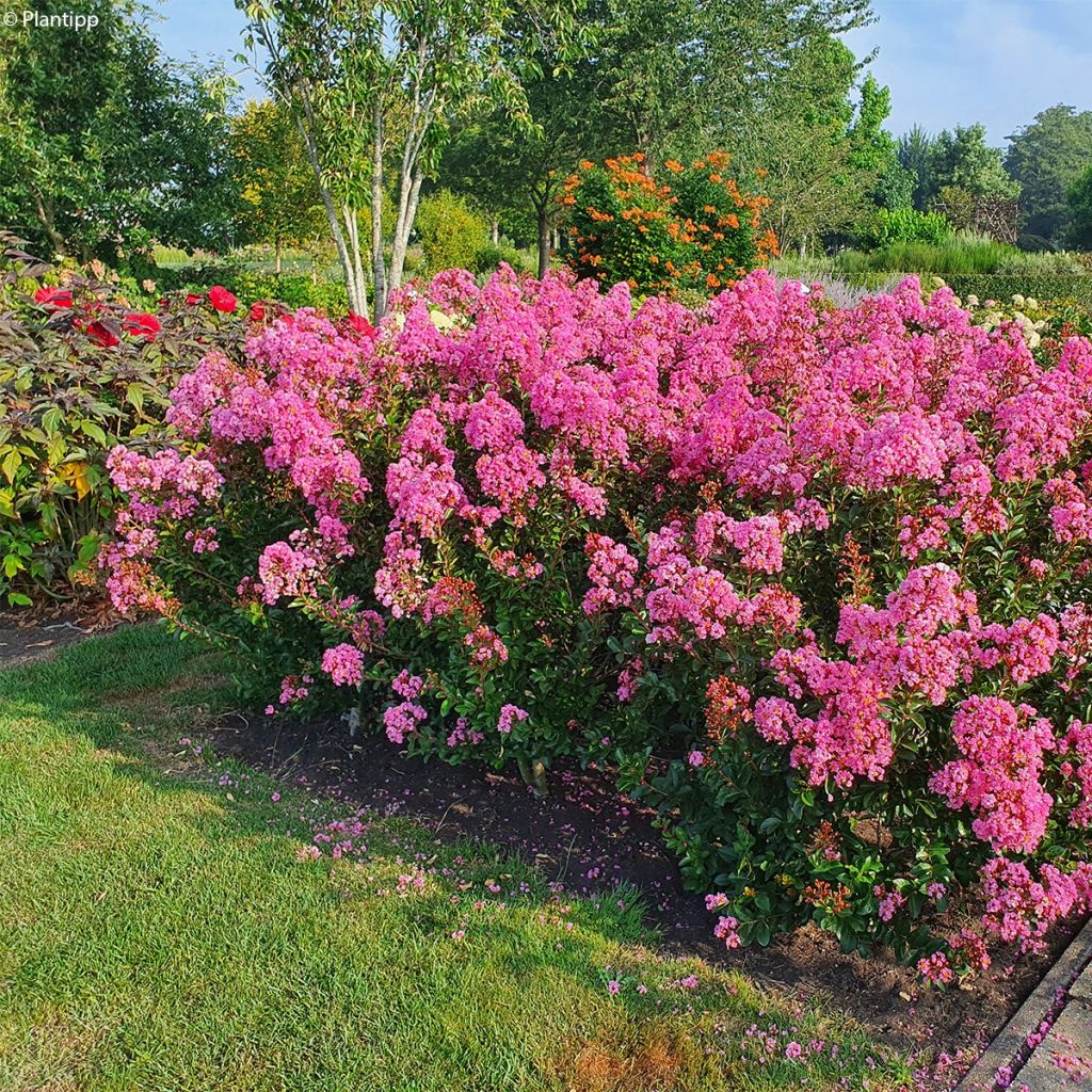 Árbol de Júpiter Eveline - Lagerstroemia indica