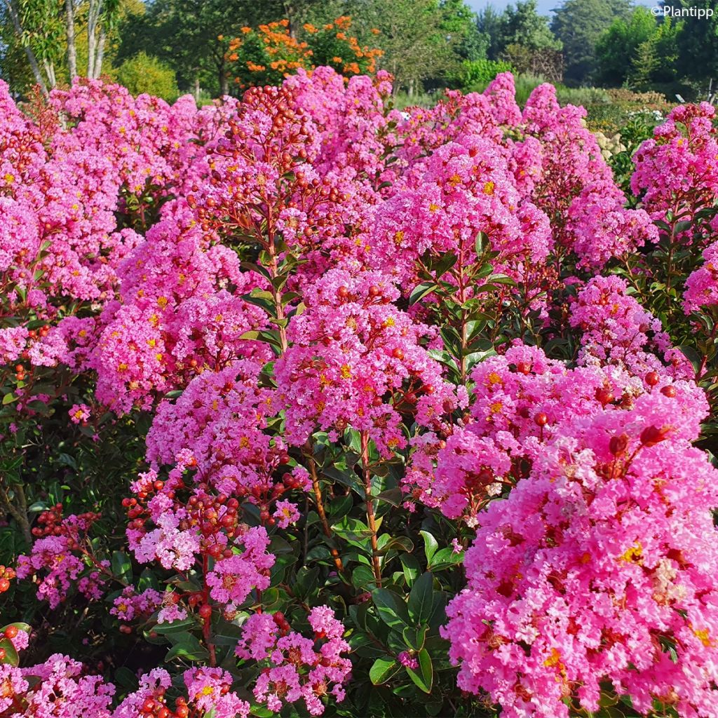 Lilas des Indes - Lagerstroemia indica Eveline