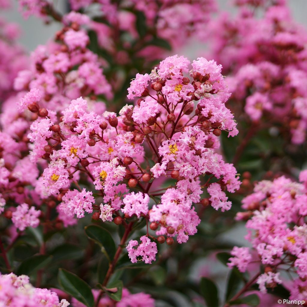 Lilas des Indes - Lagerstroemia indica Eveline