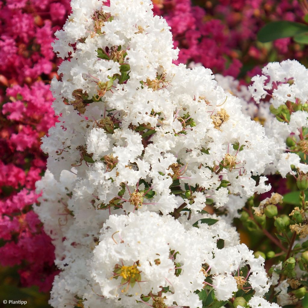 Árbol de Júpiter Virgin With Love - Lagerstroemia indica