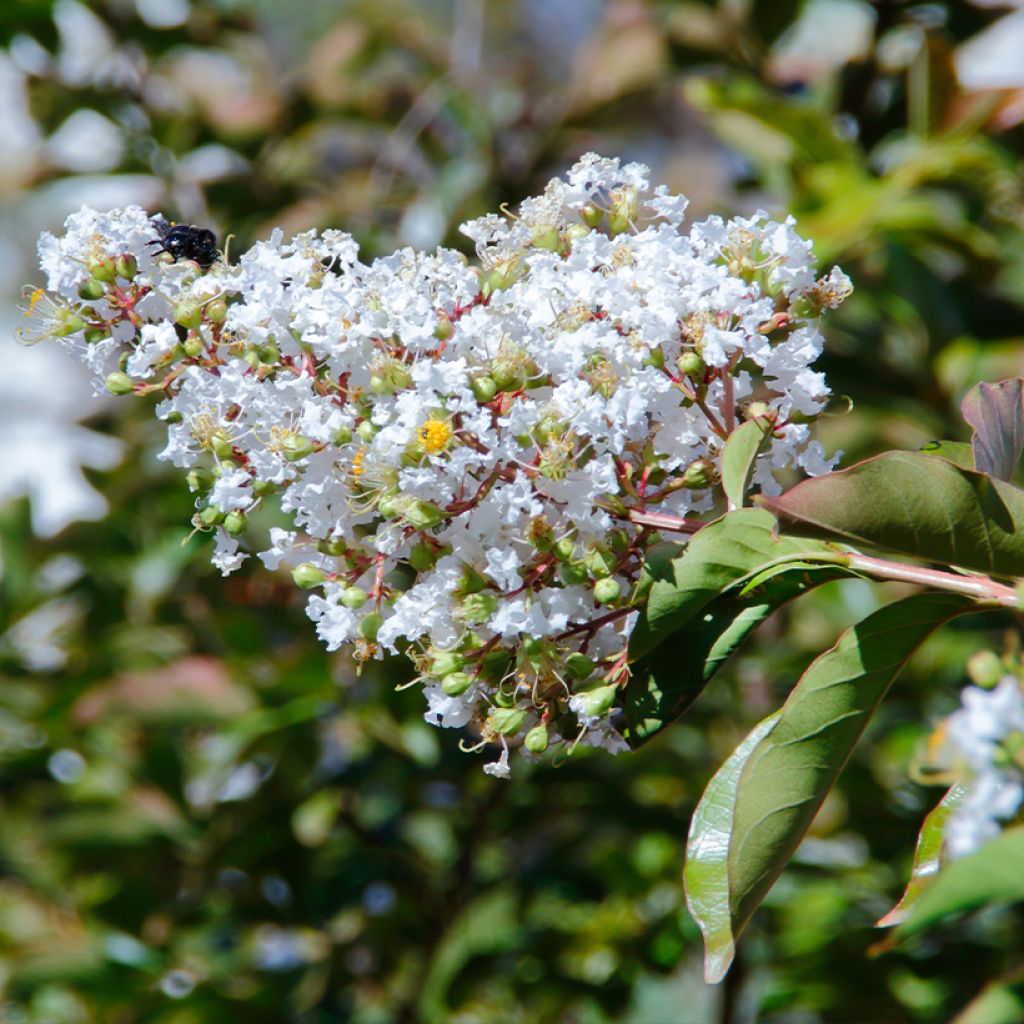 Árbol de Júpiter White Chocolate - Lagerstroemia indica