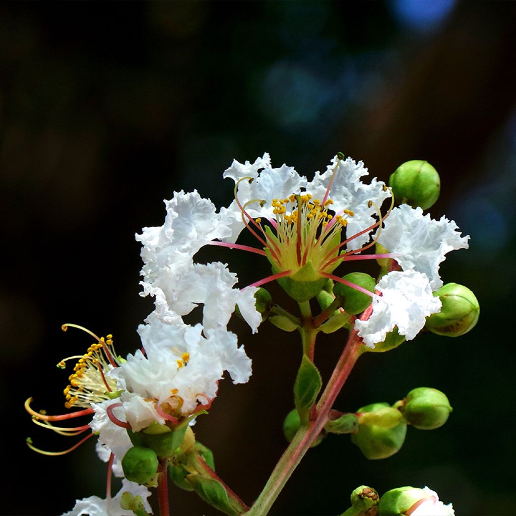 Árbol de Júpiter White Chocolate - Lagerstroemia indica