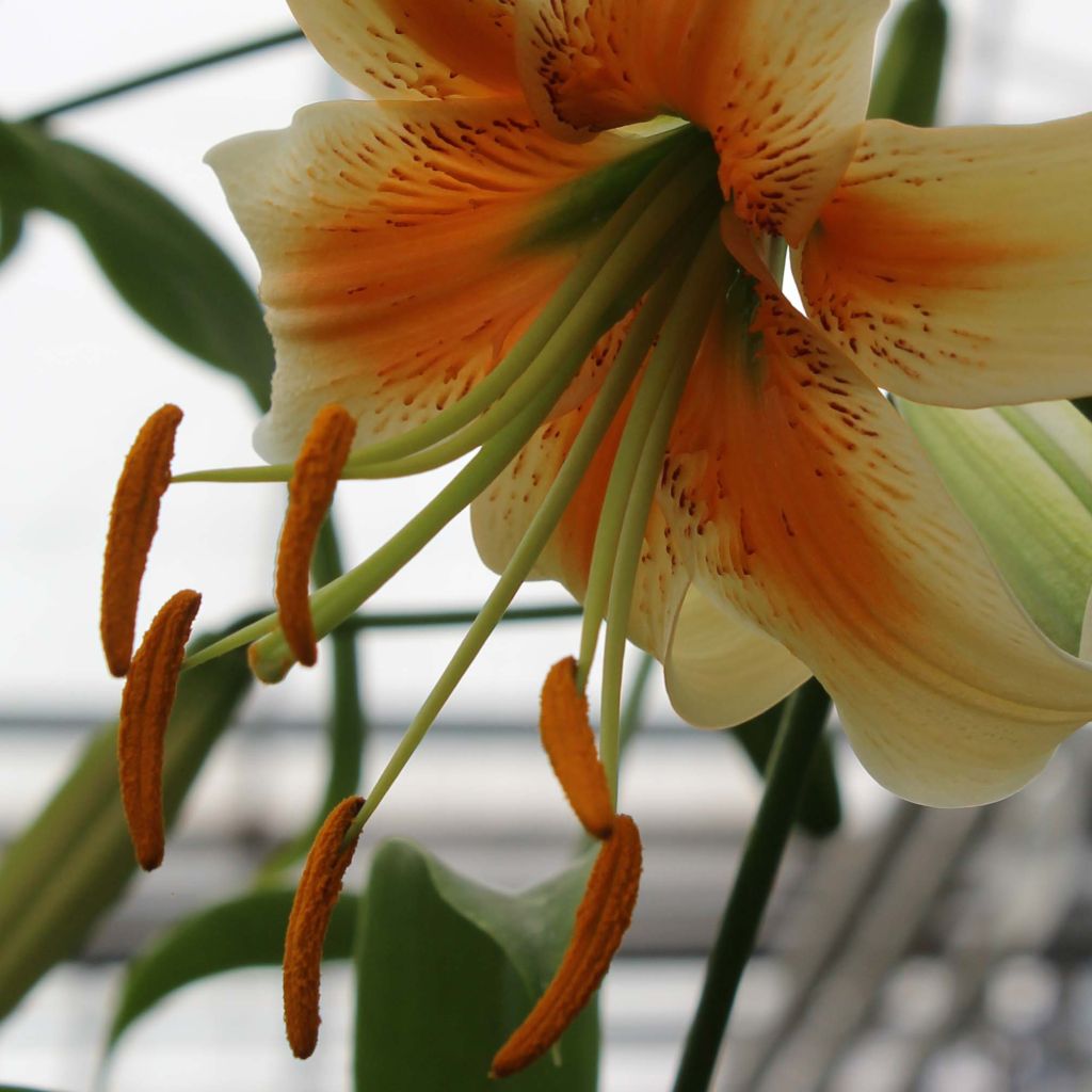 Lilium henryi Lady Alice - Azucena