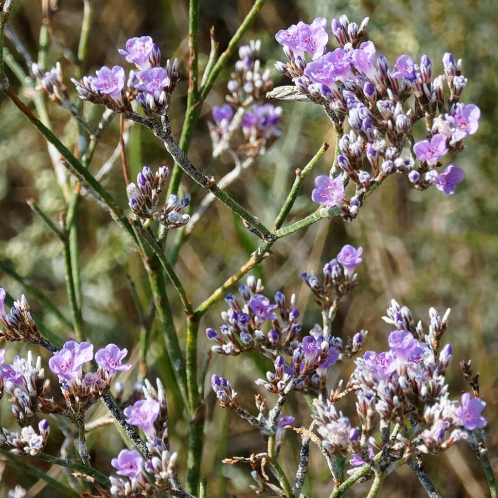 Limonium gmelinii subsp. hungaricum