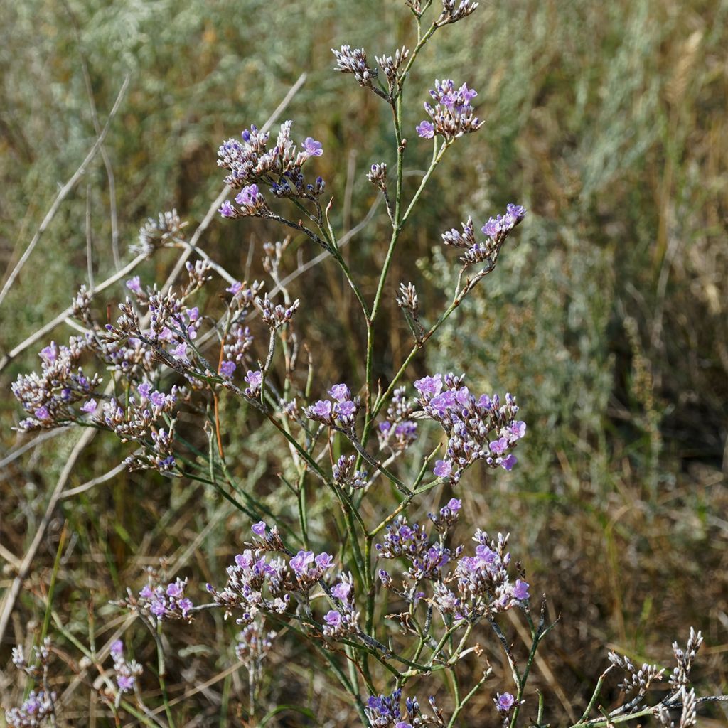 Limonium gmelinii subsp. hungaricum