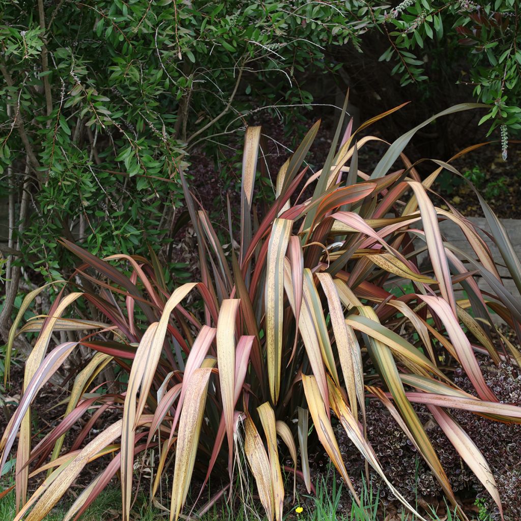 Phormium tenax Flamingo - Lino de Nueva Zelanda