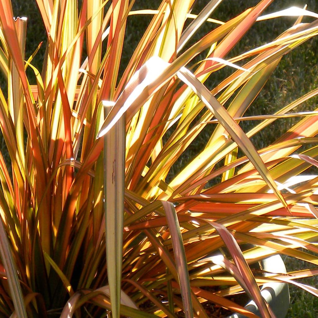 Lin de Nouvelle-Zélande - Phormium tenax Flamingo