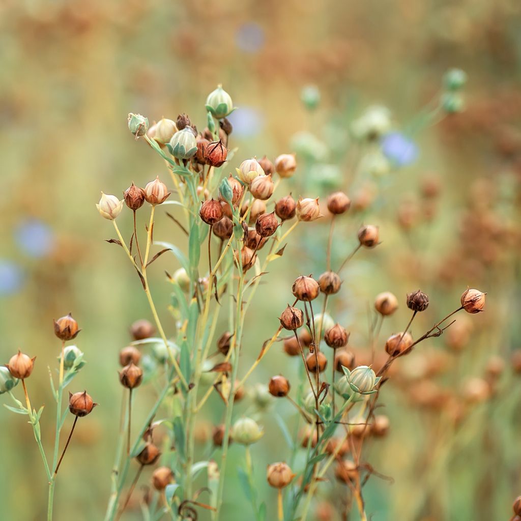 Lino - Linum usitatissimum