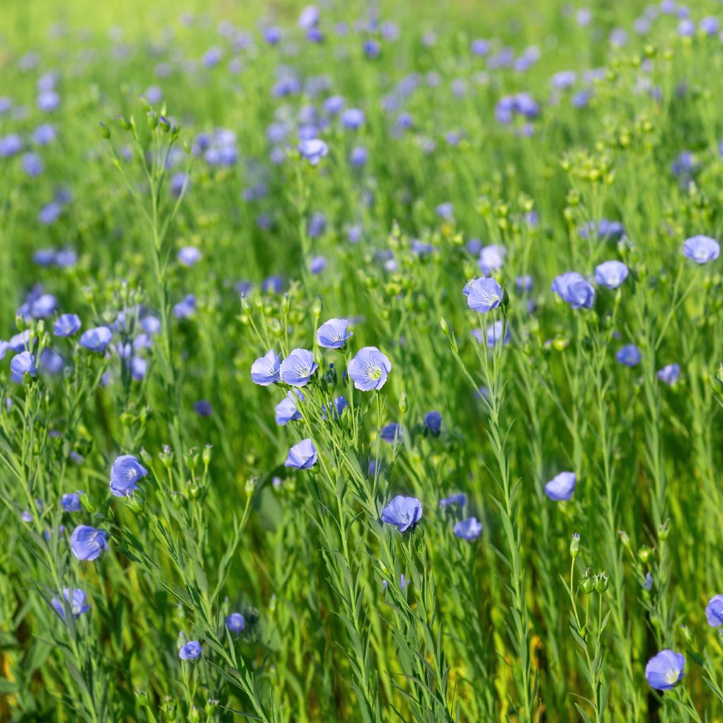 Lino - Linum usitatissimum