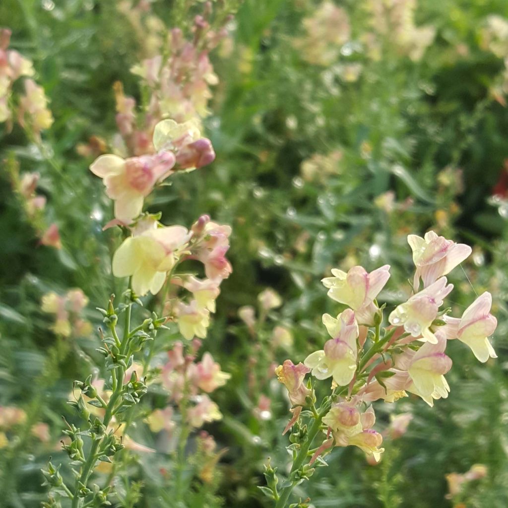 Linaria Peachy - Linaire.