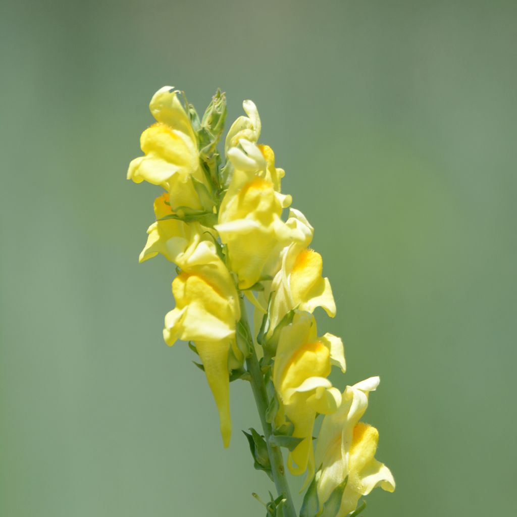 Linaria dalmatica