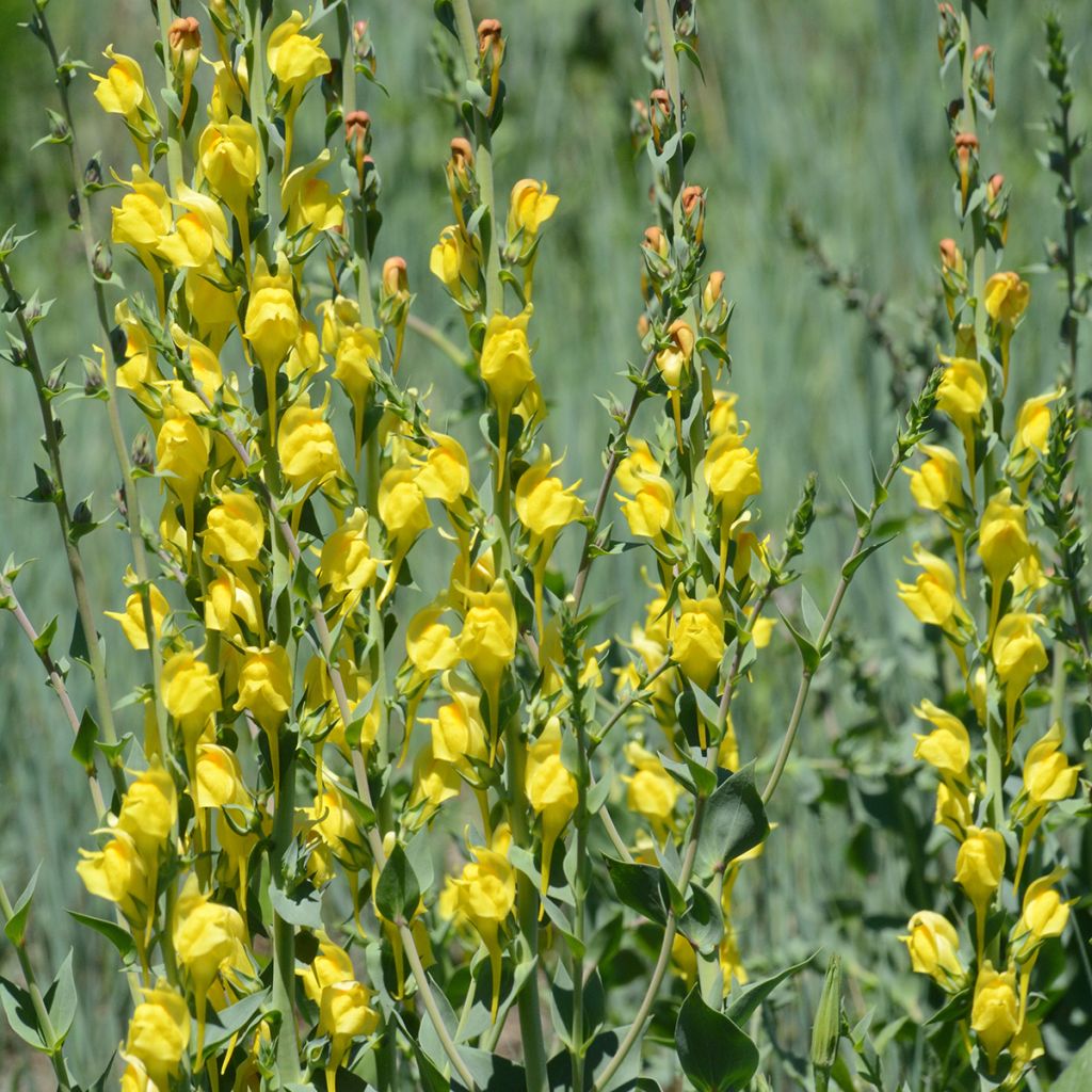 Linaria dalmatica