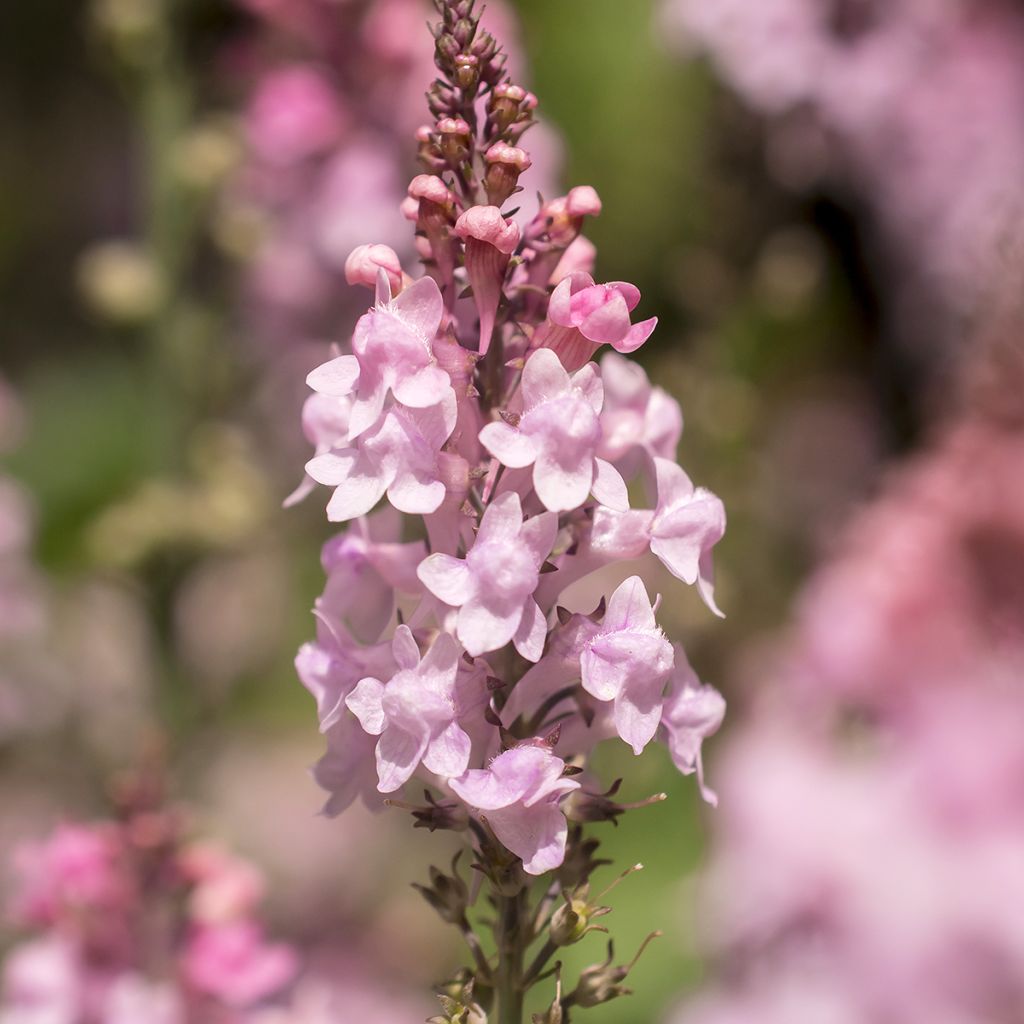 Linaria purpurea Canon J. Went - Boca de lobo