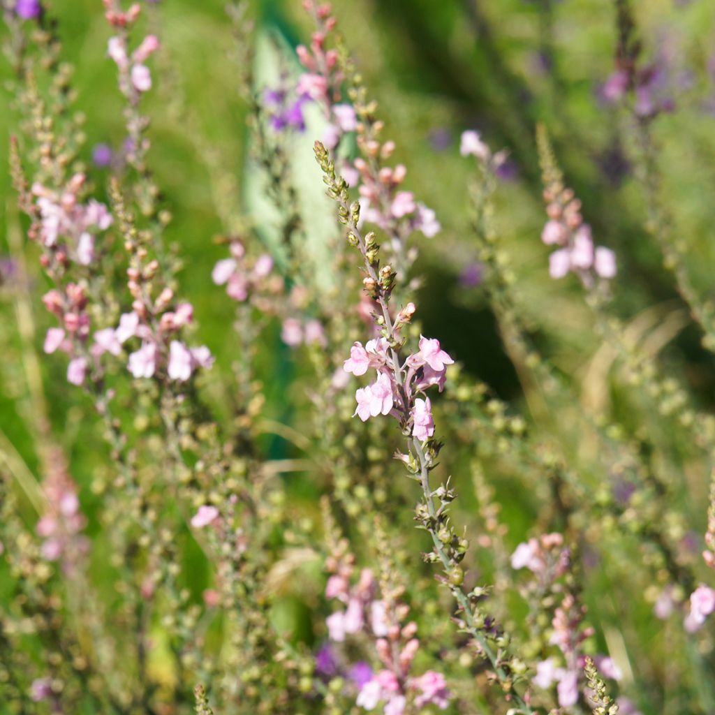 Linaria purpurea Canon J. Went - Boca de lobo