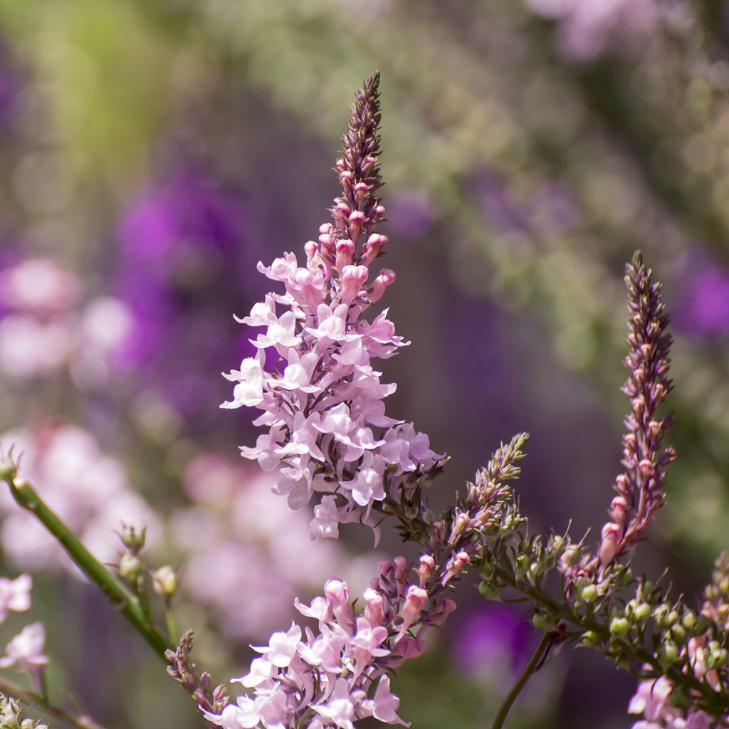 Linaria purpurea Canon J. Went - Boca de lobo