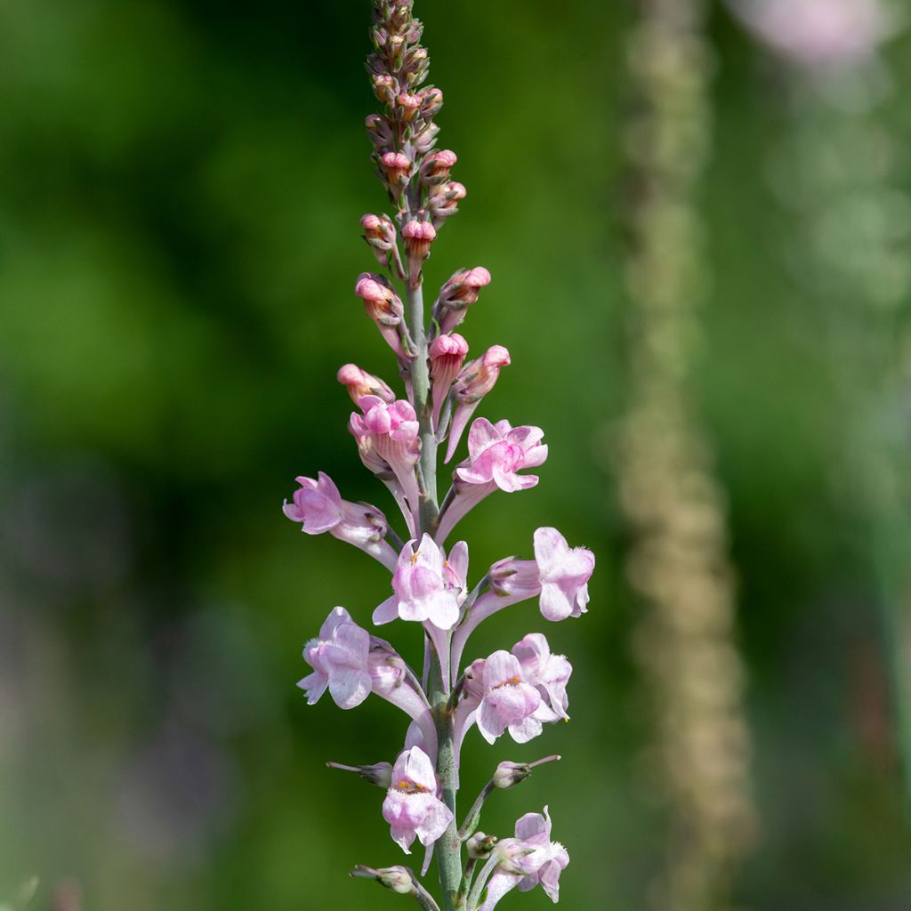 Linaria purpurea Canon J. Went - Boca de lobo