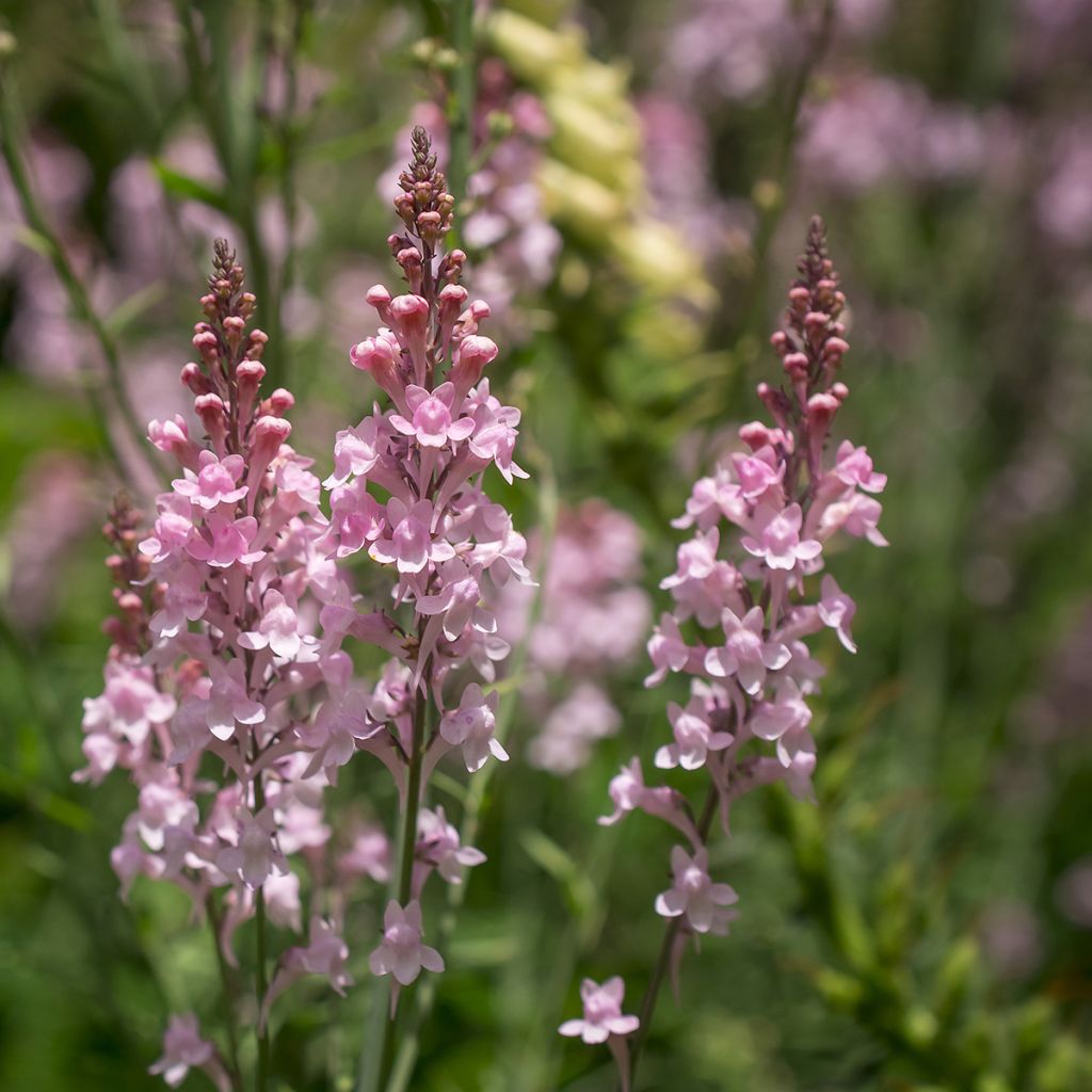 Linaria purpurea Canon J. Went - Boca de lobo