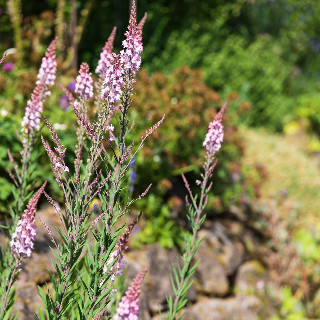 Linaria purpurea Canon J. Went - Boca de lobo