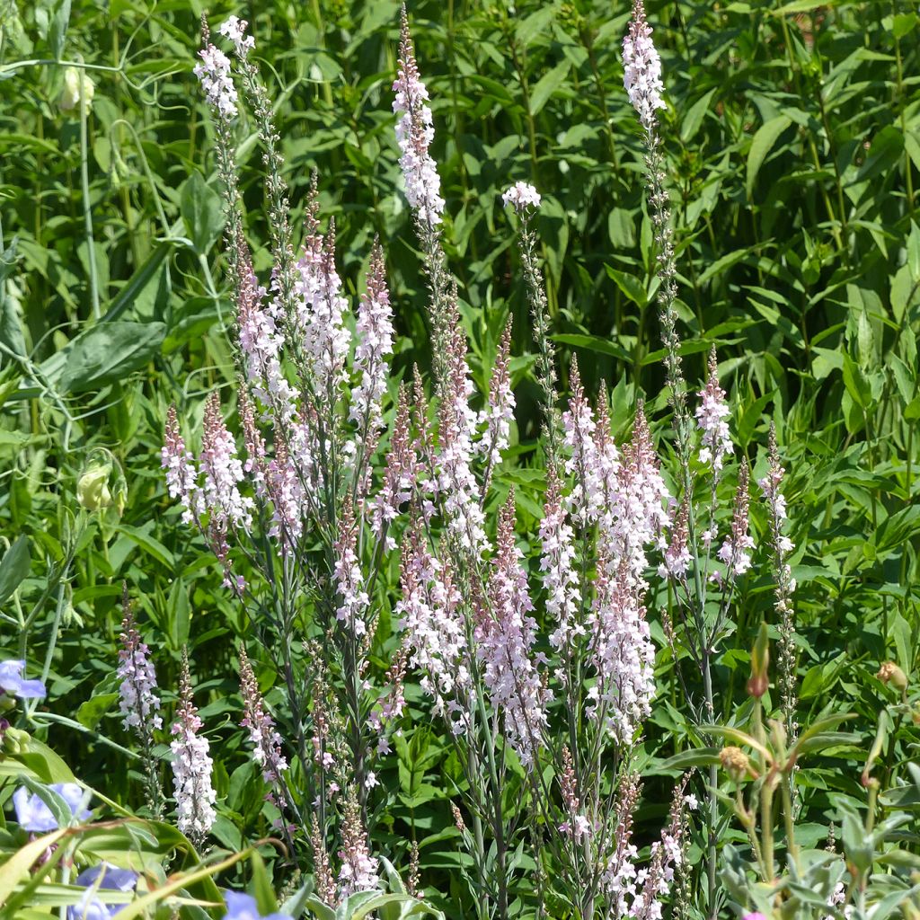 Linaria purpurea Canon J. Went - Boca de lobo