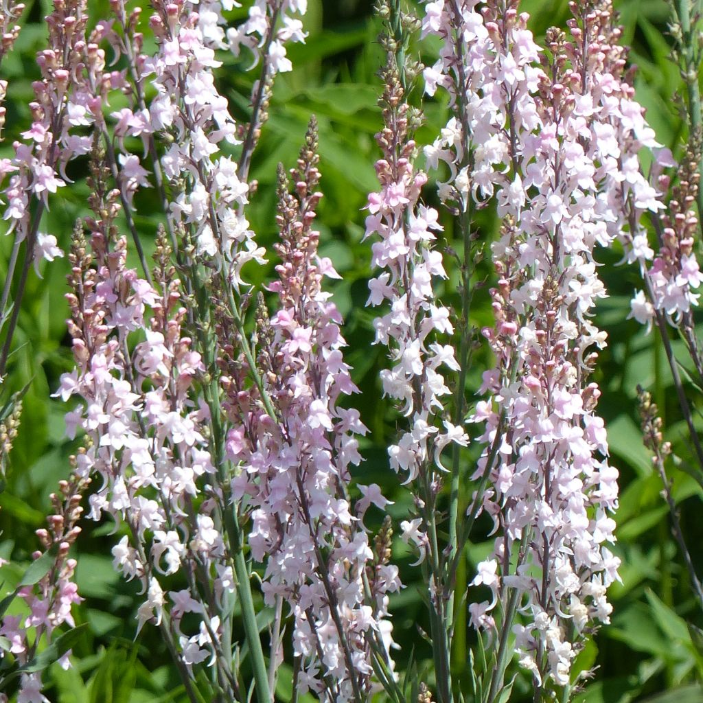 Linaria purpurea Canon J. Went - Boca de lobo