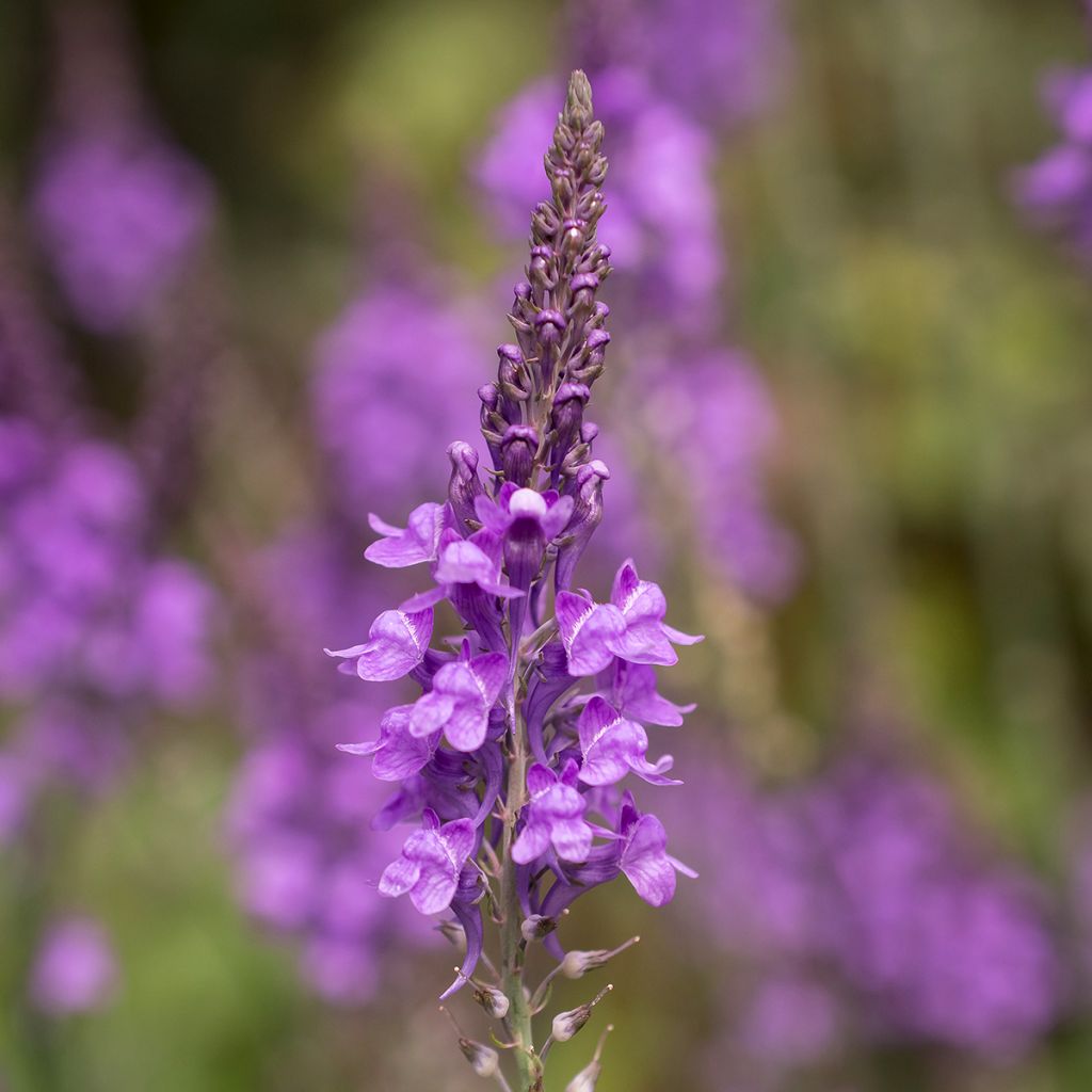 Linaria purpurea - Boca de lobo