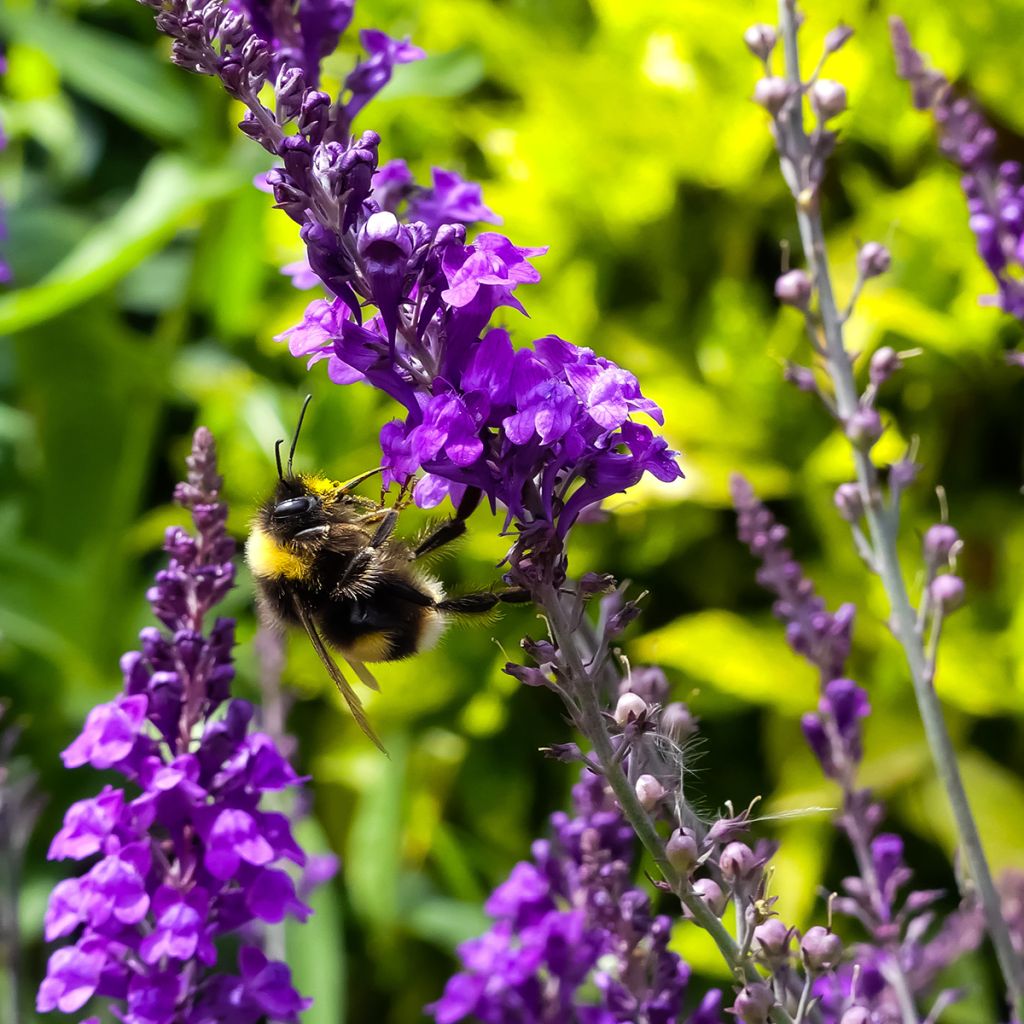 Linaria purpurea - Boca de lobo