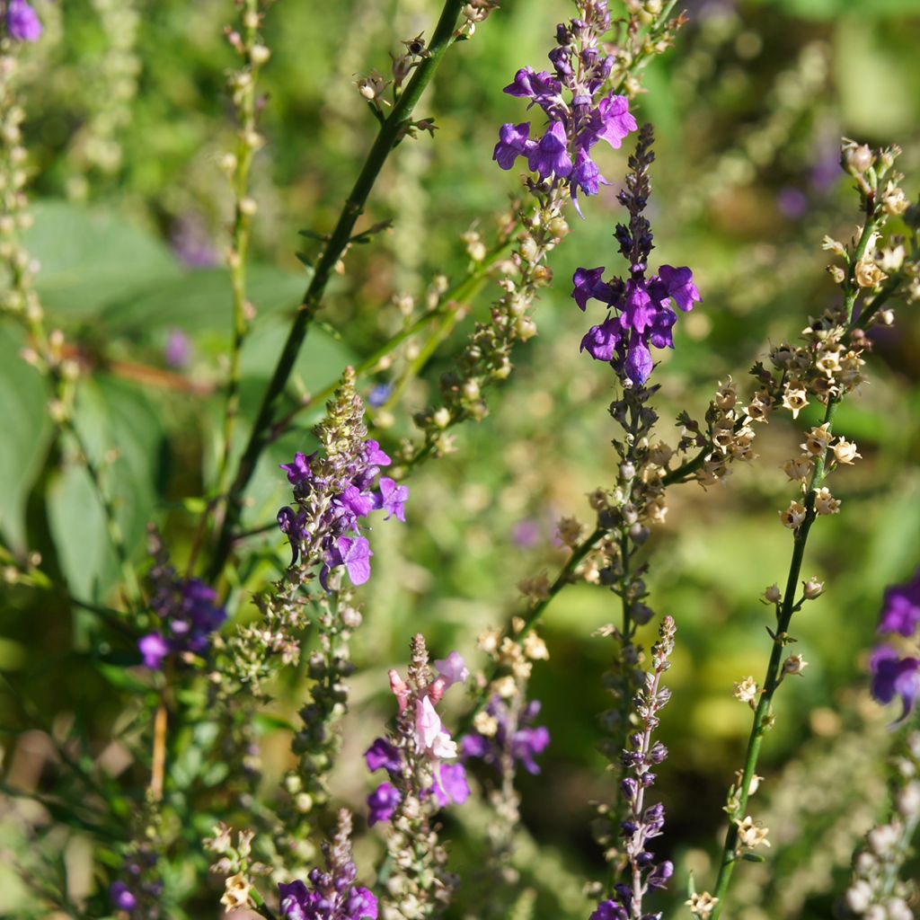 Linaria purpurea - Boca de lobo