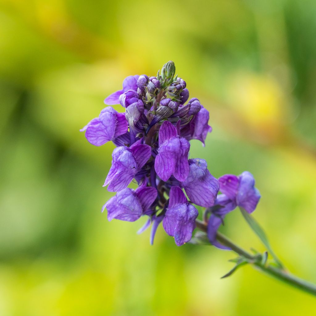 Linaria purpurea - Boca de lobo