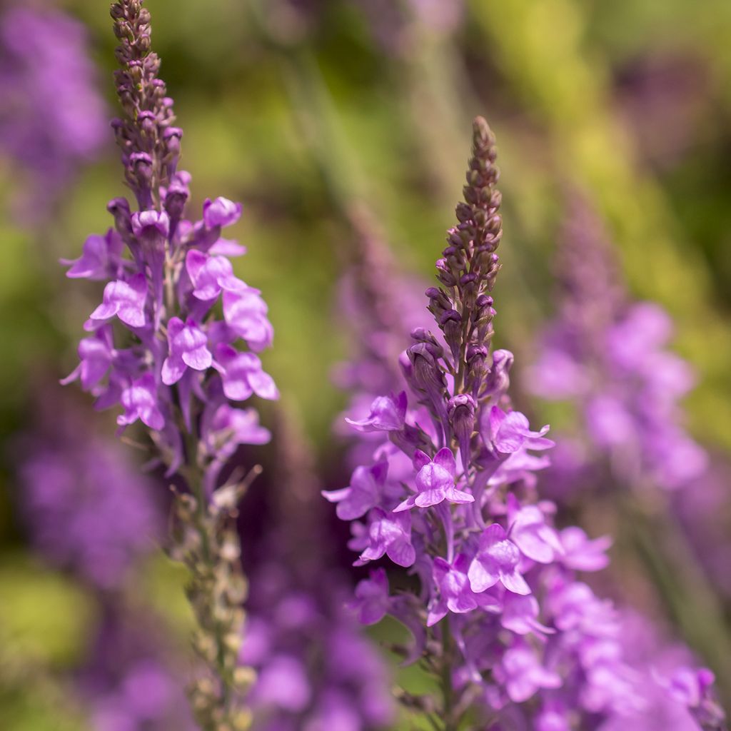 Linaria purpurea - Boca de lobo