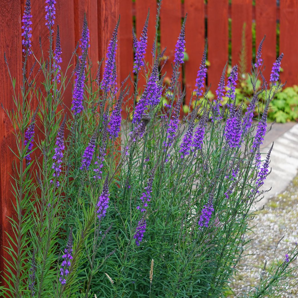 Linaria purpurea - Boca de lobo