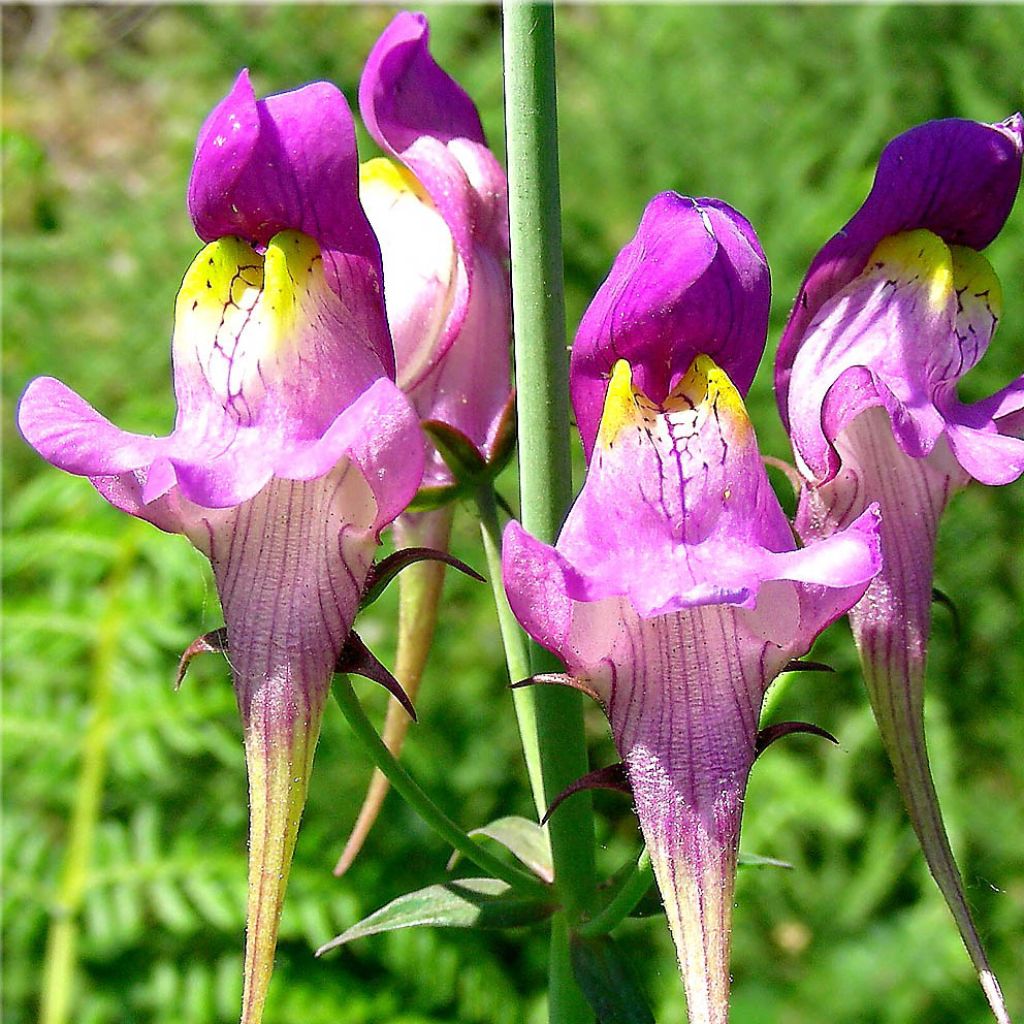 Linaria triornithophora