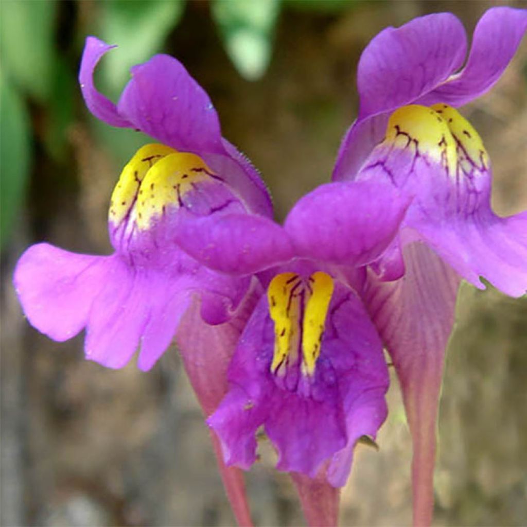 Linaria triornithophora