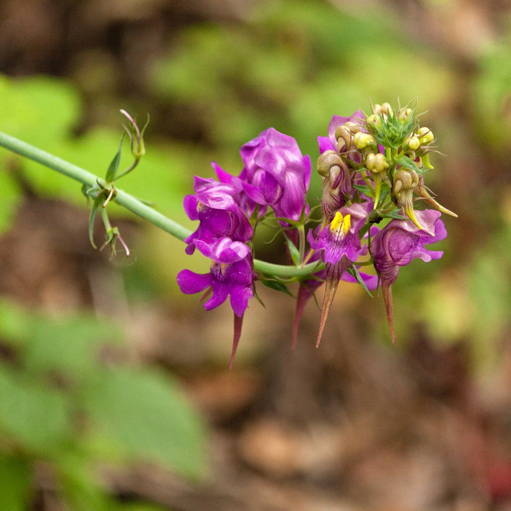 Linaria triornithophora