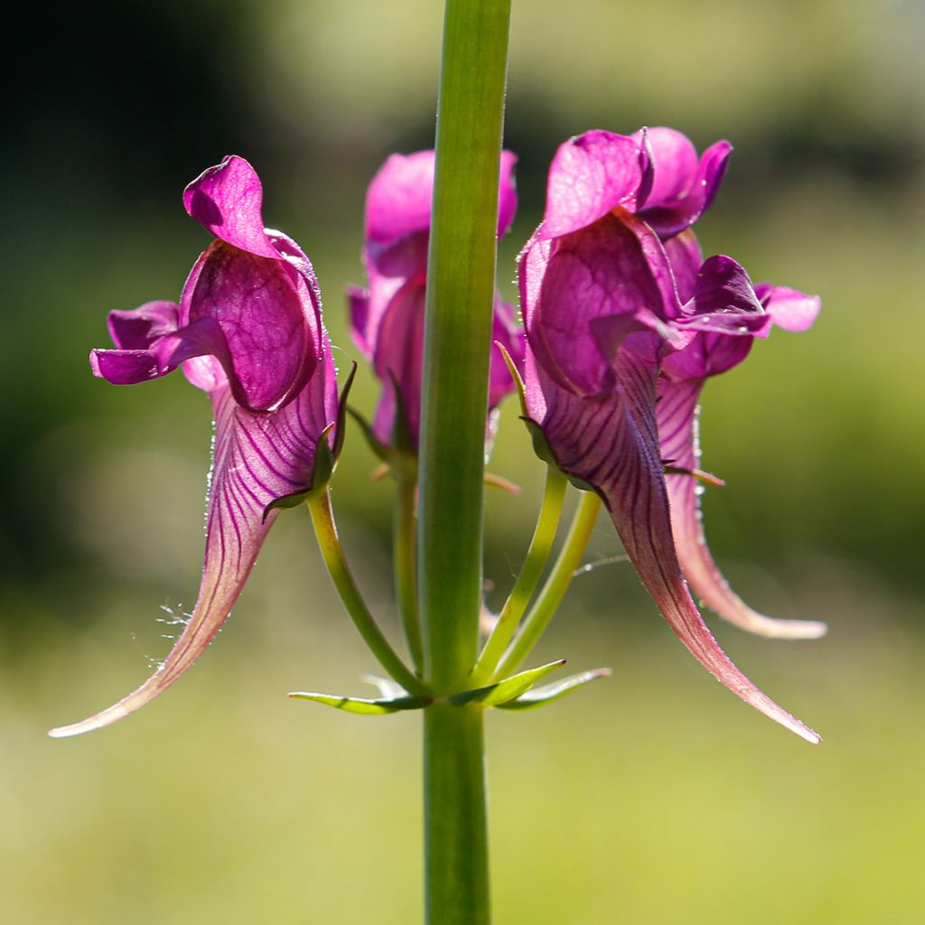 Linaria triornithophora