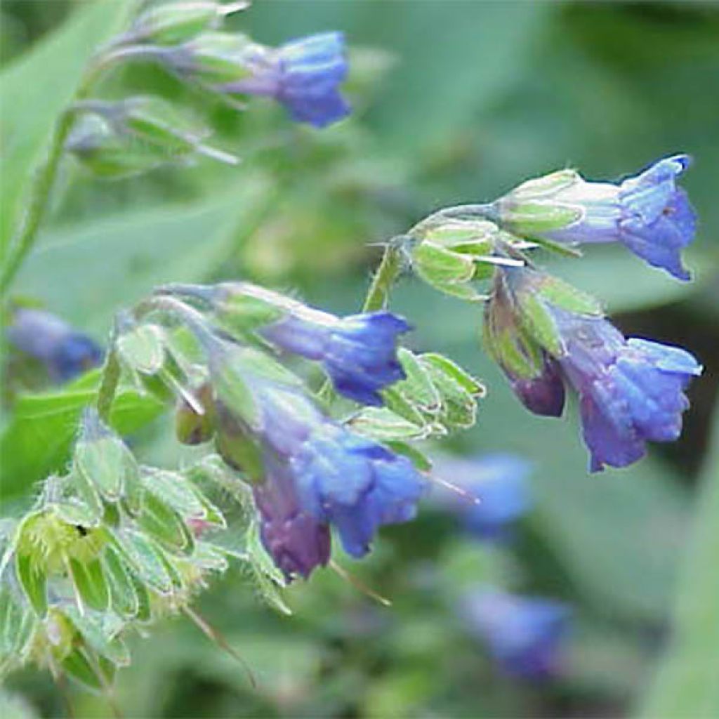 Lindelofia longiflora